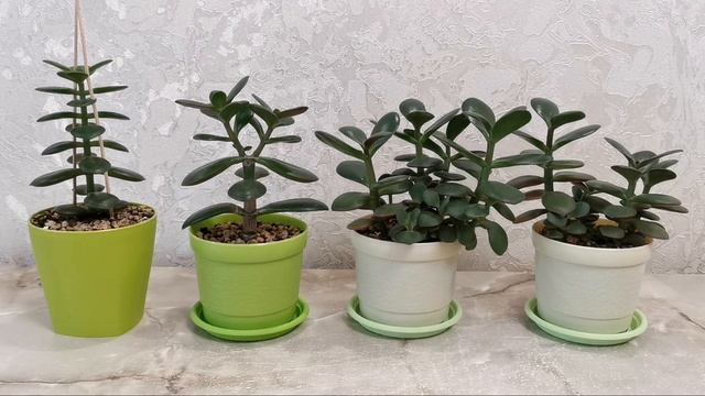 Денежное дерево. Толстянка. Ускоренный рост. Крупные листья.