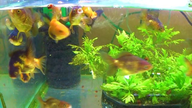 У оранд начинают формироваться шапочки и окрас