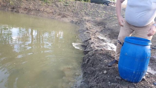 Запуск линя рыба линь в пруд смотреть онлайн