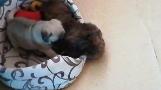 Щенки породы мопс(девочка) и Ши тцу(мальчик) в продаже смотреть онлайн