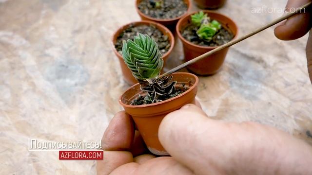 КРАССУЛА ХРАМ БУДДЫ - РАЗМНОЖЕНИЕ СУККУЛЕНТА, УХОД