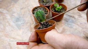 КРАССУЛА ХРАМ БУДДЫ - РАЗМНОЖЕНИЕ СУККУЛЕНТА, УХОД