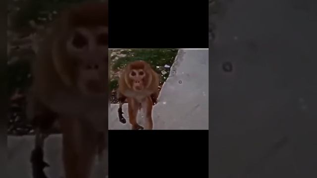 ест себя от голода #beautiful #best #noob_to_pro #рекомендации #обезьяна #жизнь #улица #макака смотреть онлайн