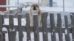 На видео лает собака породы алабай