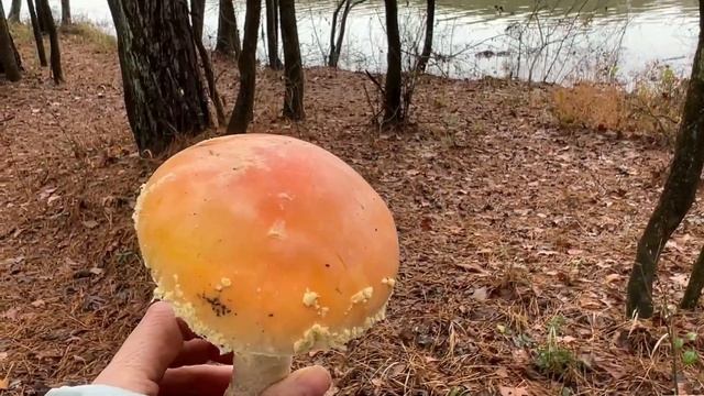 December Amanita Persicina Finds! смотреть онлайн