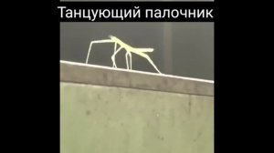 Танцующий палочник