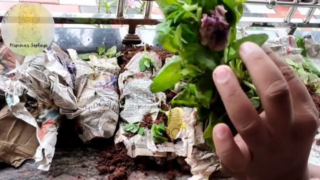 Unboxing double petal petunia!!! New plants in my garden.. ഇരട്ട ഇതളുകൾ പെറ്റൂണിയ смотреть онлайн