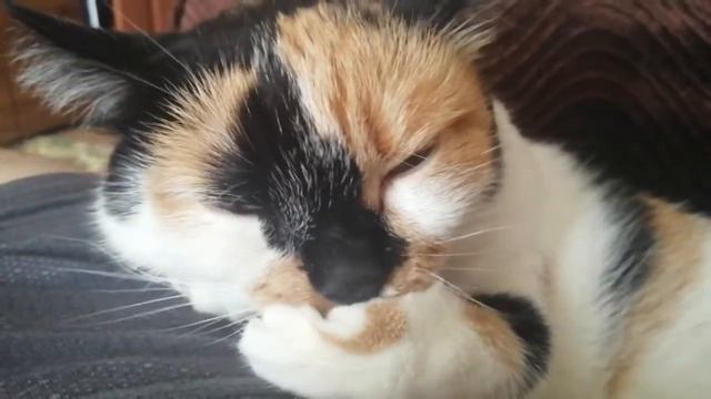 экспедиция коллекционера смотреть онлайн