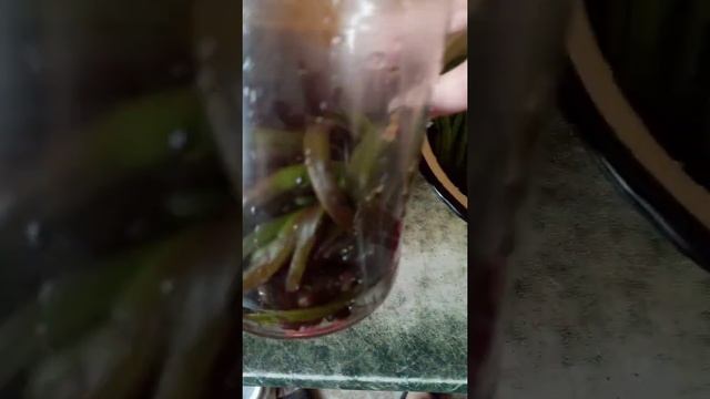 Про папоротник . Папоротник . Рецепт . Засолка . На салаты . На жареху . Орляк . #Shorts смотреть онлайн