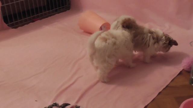 Щенки золотого йорка- голдасты." Бои без правил" смотреть онлайн