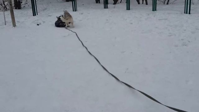 Маламут Вук. (5) смотреть онлайн