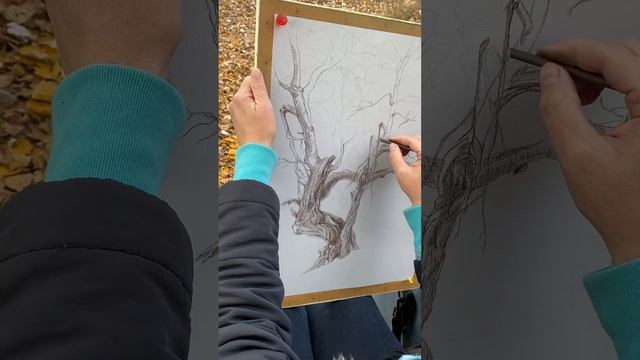 Рисую Сепией на пленэре тополь фантастический. Графика мягким материалом смотреть онлайн