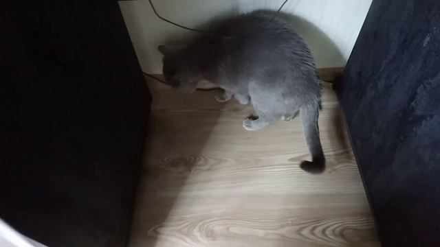 Кот Тихон мешает работать смотреть онлайн