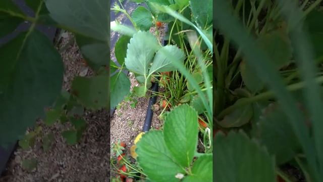 Клубника Монтерей смотреть онлайн