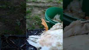 Ощипываю утку без проблем