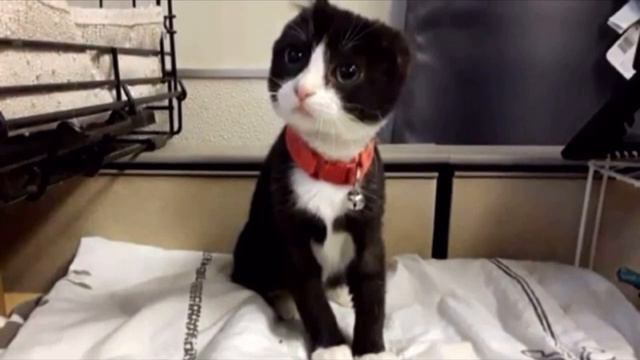Безухий котёнок попал в приют, он очень боялся людей, но вскоре он преподнёс всем сюрприз смотреть онлайн