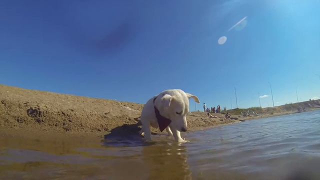 Собака играет в воде: любят ли воду собаки? Dog plays in water: dogs like water? смотреть онлайн