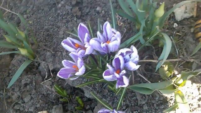 КРОКУСЫ - ВЕСНЫ ФОКУСЫ. ОБАЛДЕННАЯ ПЕСНЯ ДЛЯ МОИХ ПЕРВЫХ ЦВЕТОВ НА ДАЧЕ смотреть онлайн