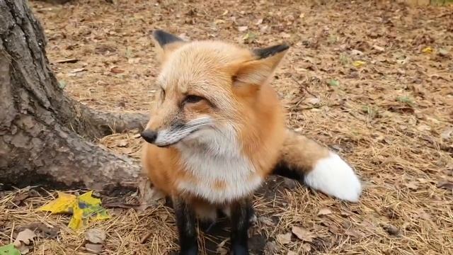 ЛИ СЯО. Алиса - Лиса. О лисятах смотреть онлайн