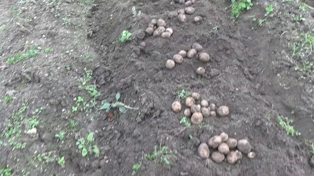 Урожай картофеля 2020 на Подмосковном участке смотреть онлайн