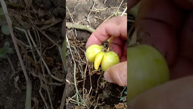 Всем добрый вечер, я на даче. смотреть онлайн