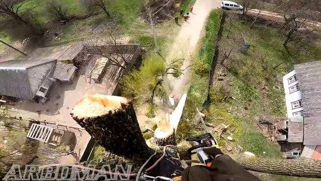 Режем Гигантскую иву Cutting a giant willow смотреть онлайн