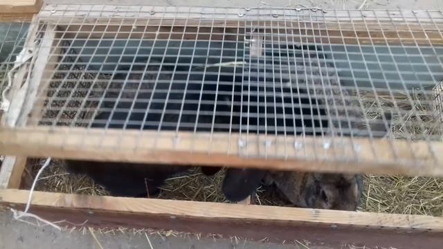 Купить кролика на рынке или на авито? Что есть в продаже. Покрытие крольчихи в багажнике смотреть онлайн