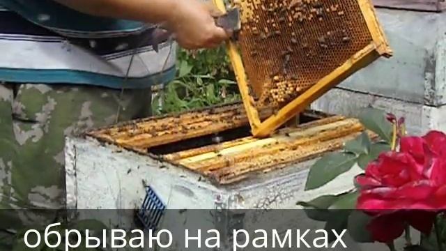 смена матки в пчелиной семье, при помощи прививочной рамки - часть 2 смотреть онлайн