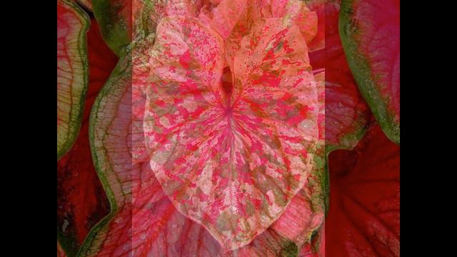 Caladium Bicolor