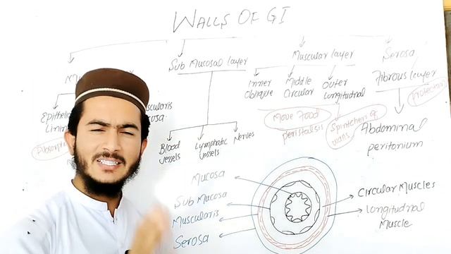 Activities Functions walls or Layers of GIT| Digestive system смотреть онлайн