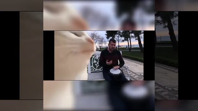 Дядька поёт на барабане финскую польку (кошка флексит) смотреть онлайн
