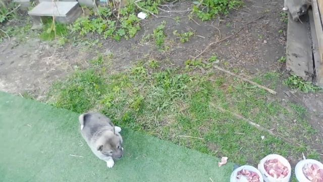 Щенкам западносибирской ЛАЙКИ 28 дней 17/05/2022 кормление СЫРЫМ мясом / Щенки от рабочих родителей смотреть онлайн