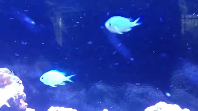 Snowing Fish Eggs смотреть онлайн