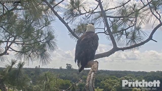 SWFL Eagles - June, 10 - E15 Heraldic Pose On Veranda. Fish Delivery. Happy 10 Weeks Old Together! смотреть онлайн
