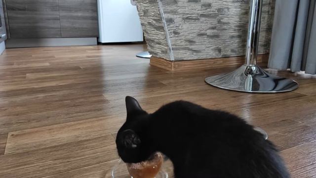 Котёнок Мартин прибавляет в весе Kitten Martin is gaining weight смотреть онлайн
