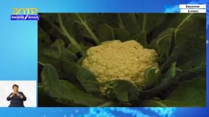 6-класс | Биология | Многообразие и происхождение культурных растений