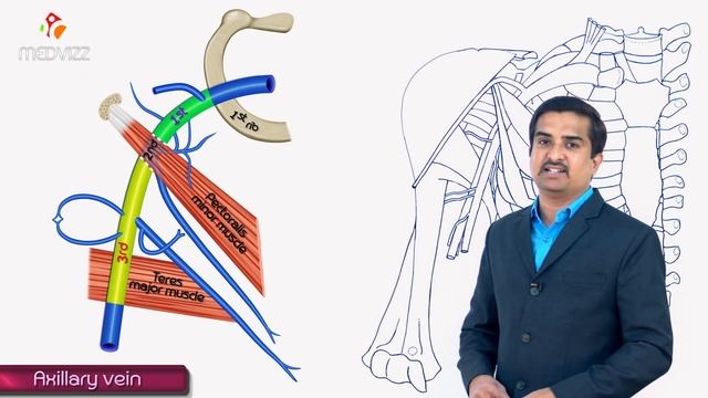 Axillary vein and its tributaries - Upper limb gross anatomy , Dr G Bhanu Prakash medical animation смотреть онлайн