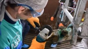 Практическая часть семинара. Обработка и обрезка копыт КРС