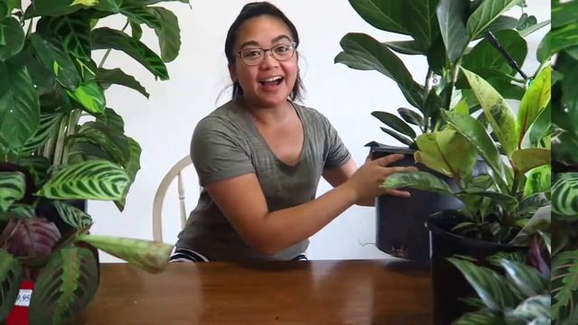 HUGE House Plant Haul! смотреть онлайн