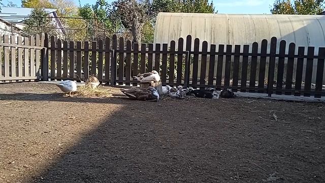 Почему Индоутки Плохо Растут. Сколько Уток Оставлю на Племя _ Мускусные утки. смотреть онлайн