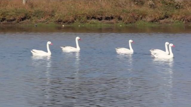CISNE COSCOROBA (Coscoroba coscoroba) смотреть онлайн