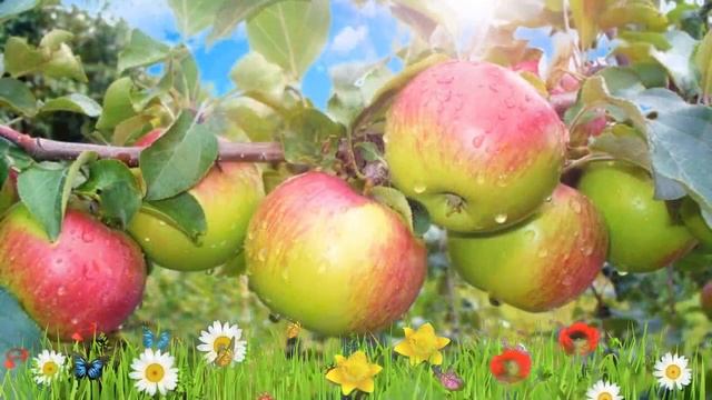 Яблоня средний Уэлси ? Обзор: посадка и уход. саженцы, крупномеры яблони: описание и особенности смотреть онлайн