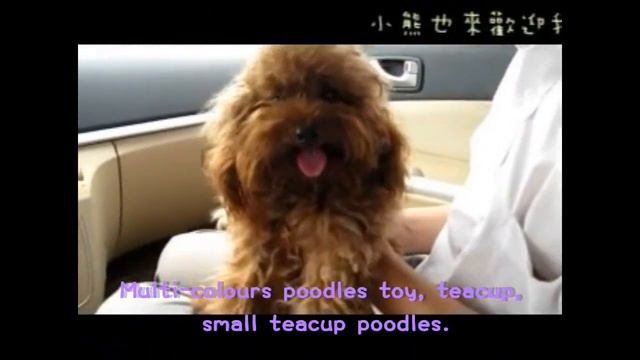 Teddy Mommy Trip to China!! with a liittle red poodle смотреть онлайн