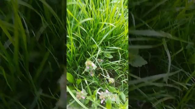 Съедобные весенние грибы в нашем саду смотреть онлайн