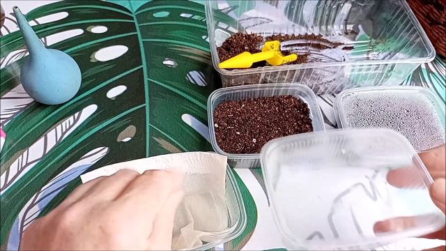 Сею Вербену двумя способами смотреть онлайн