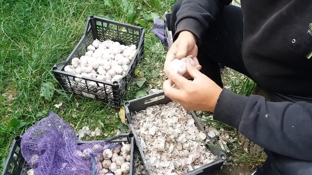 Обрезка, сушка чеснока, ответы на вопросы. Клоновый отбор и наборы на посадку. смотреть онлайн