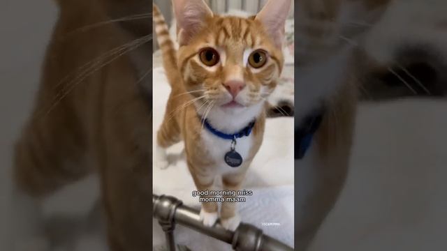 Chapter 99.. Dis Willow, I seen everything. The 3 Southern Talking Cats plus Dapper… смотреть онлайн