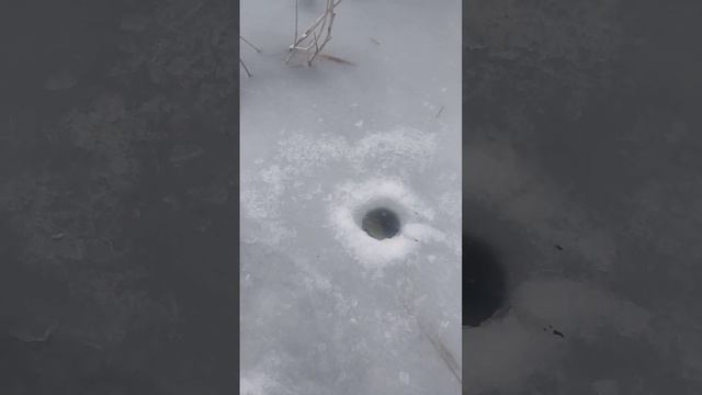 Первая ЩУКА НА БАЛАНСИР! #ловлящуки #щуканабалансир #зимняярыбалка смотреть онлайн