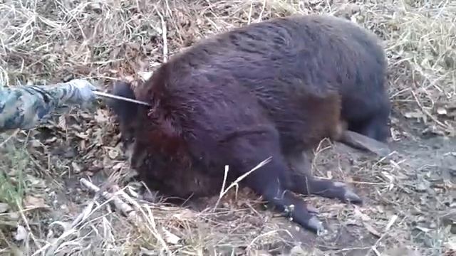Охота на кабана. Добор подранка. Кабан 200+ смотреть онлайн