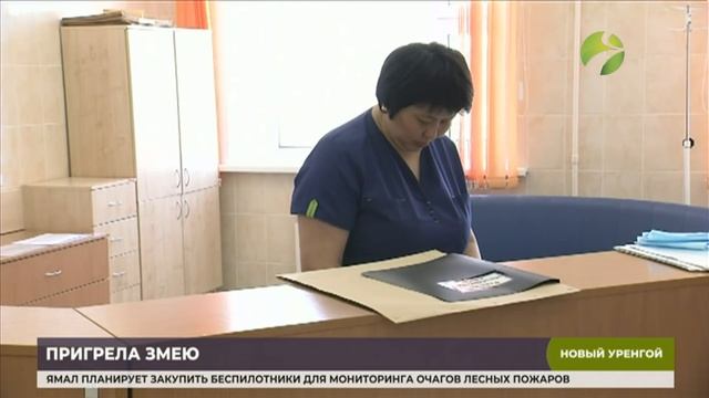 Жительницу Нового Уренгоя покусала ядовитая змея смотреть онлайн